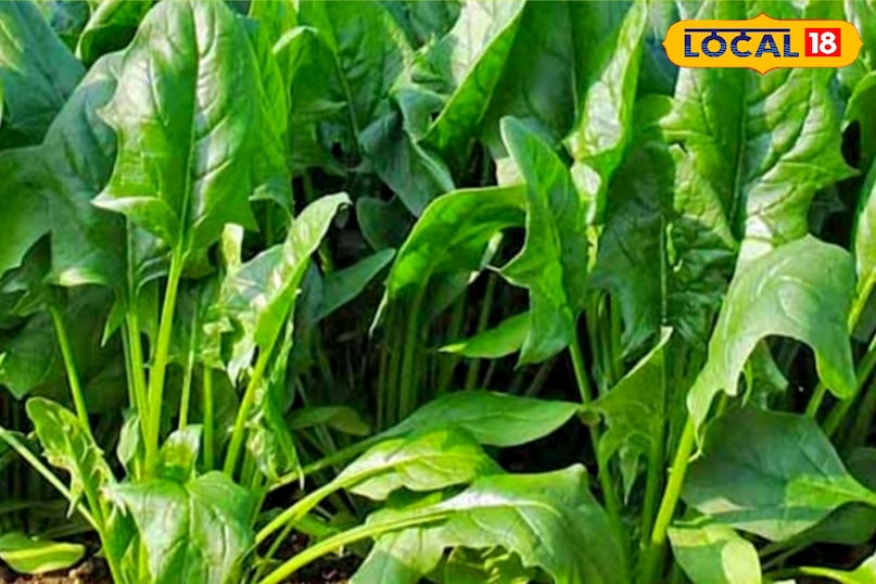 palak farming tips