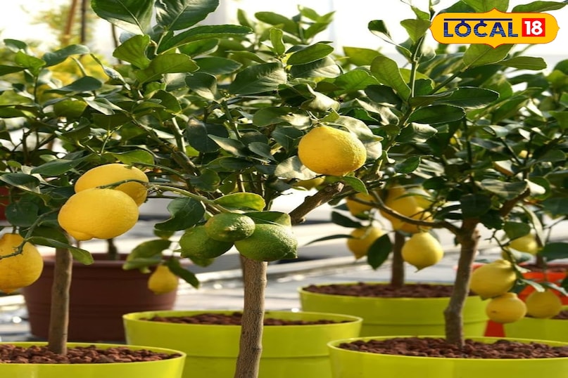 कौन सी किस्में हैं उपयुक्त? ऐसी किस्में चुनें जो प्राकृतिक रूप से छोटी हों या फिर गमले में उगने के लिए अनुकूल हों। भारतीय मौसम के हिसाब से मेयर लेमन , कैलामोंडिन, कागजी नींबू और किन्नू बेहतर विकल्प हैं। ये पेड़ आमतौर पर 2 से 4 फीट की ऊंचाई तक बढ़ते हैं और मध्यम आकार के गमलों में आसानी से फल देते हैं। कौन सी किस्में हैं उपयुक्त? ऐसी किस्में चुनें जो प्राकृतिक रूप से छोटी हों या फिर गमले में उगने के लिए अनुकूल हों। भारतीय मौसम के हिसाब से मेयर लेमन , कैलामोंडिन, कागजी नींबू और किन्नू बेहतर विकल्प हैं। ये पेड़ आमतौर पर 2 से 4 फीट की ऊंचाई तक बढ़ते हैं और मध्यम आकार के गमलों में आसानी से फल देते हैं।