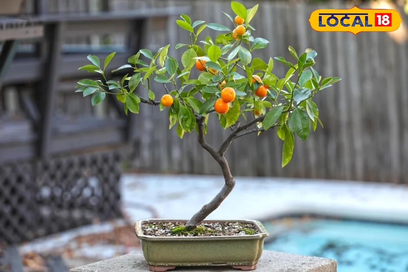 पानी देना है सबकी अलग जरूरत मिट्टी को हल्का नम रखें, लेकिन कभी भी कीचड़ जैसा गीला न होने दें। गर्मियों में रोजाना पानी देना पड़ सकता है, जबकि सर्दियों में कम। हर बार पानी देने से पहले मिट्टी की ऊपरी सतह को जरूर चेक करें—सूखी लगे तभी पानी दें। पानी देना है सबकी अलग जरूरत मिट्टी को हल्का नम रखें, लेकिन कभी भी कीचड़ जैसा गीला न होने दें। गर्मियों में रोजाना पानी देना पड़ सकता है, जबकि सर्दियों में कम। हर बार पानी देने से पहले मिट्टी की ऊपरी सतह को जरूर चेक करें—सूखी लगे तभी पानी दें।