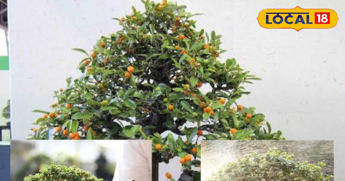 आपकी बालकनी बन सकती है एक मिनी ऑरेंज गार्डन, आज ही लगाए बोन्साई सिट्रस ट्री