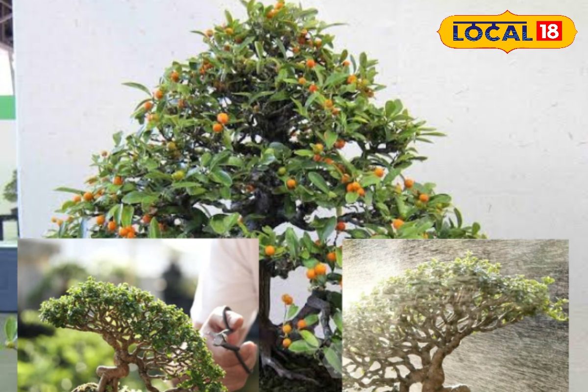 आपकी बालकनी बन सकती है एक मिनी ऑरेंज गार्डन आज ही लगाए बोन्साई सिट्रस ट्री
