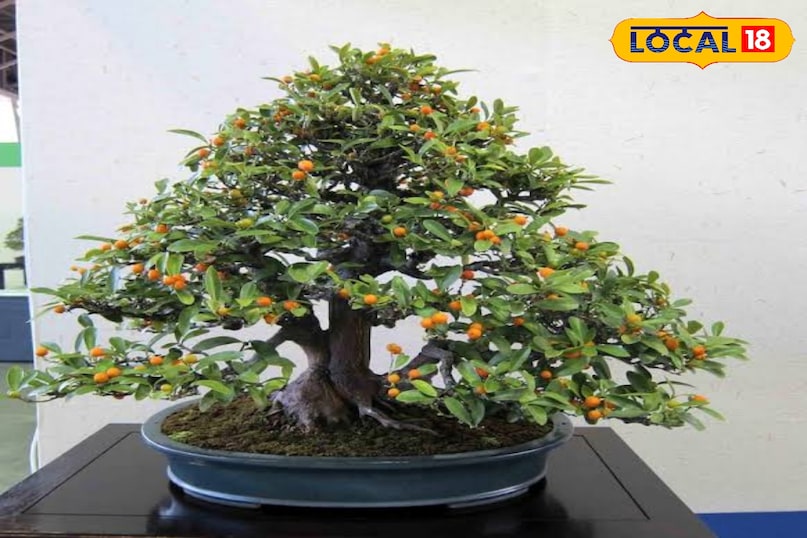 बोन्साई का नाम सुनते ही अक्सर बौने फिकस या जुनिपर के ही ख्याल आते हैं लेकिन क्या आप जानते हैं कि नींबू, मौसंबी और संतरे के पेड़ भी बोन्साई का रूप ले सकते हैं? ये खट्टे फलों वाले बोन्साई न सिर्फ आपकी बालकनी की शोभा बढ़ाएंगे, बल्कि ताजे फलों और सुगंधित फूलों का भी खजाना देंगे। सही पौधों और जरा सी देखभाल से आपकी छोटी सी बालकनी एक हरा-भरा बगीचा बन सकती है। बोन्साई का नाम सुनते ही अक्सर बौने फिकस या जुनिपर के ही ख्याल आते हैं लेकिन क्या आप जानते हैं कि नींबू, मौसंबी और संतरे के पेड़ भी बोन्साई का रूप ले सकते हैं? ये खट्टे फलों वाले बोन्साई न सिर्फ आपकी बालकनी की शोभा बढ़ाएंगे, बल्कि ताजे फलों और सुगंधित फूलों का भी खजाना देंगे। सही पौधों और जरा सी देखभाल से आपकी छोटी सी बालकनी एक हरा-भरा बगीचा बन सकती है।