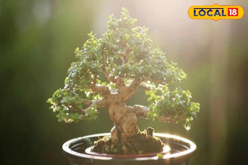 धूप है सबसे जरूरी इन पेड़ों को रोजाना कम से कम 5-6 घंटे की सीधी धूप चाहिए। बालकनी या छत का ऐसा कोने चुनें जहां धूप पूरी आती हो। अगर धूप एक तरफ से आ रही है, तो हर कुछ दिनों में गमले का रुख बदलते रहें ताकि पेड़ का विकास समान रूप से हो। धूप है सबसे जरूरी इन पेड़ों को रोजाना कम से कम 5-6 घंटे की सीधी धूप चाहिए। बालकनी या छत का ऐसा कोने चुनें जहां धूप पूरी आती हो। अगर धूप एक तरफ से आ रही है, तो हर कुछ दिनों में गमले का रुख बदलते रहें ताकि पेड़ का विकास समान रूप से हो।