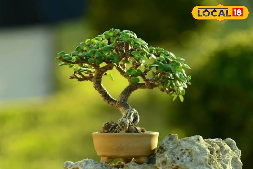 क्यों लगाएं सिट्रस बोन्साई? ये पेड़ सजावट से आगे का मतलब रखते हैं ये हवा को शुद्ध करते हैं, तितलियों और मधुमक्खियों को आकर्षित करते हैं और बालकनी में ताजगी भर देते हैं। जैसा कि अनुभवी बागवान कहते हैं बोन्साई सिर्फ एक पेड़ उगाने के बारे में नहीं बल्कि धैर्य और लगन की एक सुंदर साधना है। क्यों लगाएं सिट्रस बोन्साई? ये पेड़ सजावट से आगे का मतलब रखते हैं ये हवा को शुद्ध करते हैं, तितलियों और मधुमक्खियों को आकर्षित करते हैं और बालकनी में ताजगी भर देते हैं। जैसा कि अनुभवी बागवान कहते हैं बोन्साई सिर्फ एक पेड़ उगाने के बारे में नहीं बल्कि धैर्य और लगन की एक सुंदर साधना है।