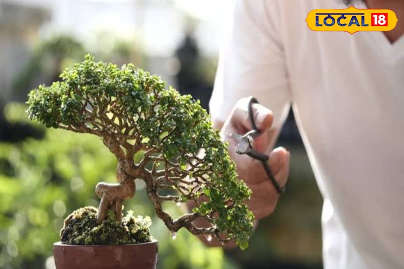 कटाई-छंटाई पेड़ को सुडौल आकार देने और फलों की गुणवत्ता बनाए रखने के लिए नियमित छंटाई जरूरी है। लंबी बढ़ रही शाखाओं को काटें और मोटी शाखाओं को सही दिशा देने के लिए एल्युमिनियम तार का सहारा लें। हर दो-तीन साल में जड़ों की छंटाई करके पेड़ को नए गमले में लगाएं। कटाई-छंटाई पेड़ को सुडौल आकार देने और फलों की गुणवत्ता बनाए रखने के लिए नियमित छंटाई जरूरी है। लंबी बढ़ रही शाखाओं को काटें और मोटी शाखाओं को सही दिशा देने के लिए एल्युमिनियम तार का सहारा लें। हर दो-तीन साल में जड़ों की छंटाई करके पेड़ को नए गमले में लगाएं।