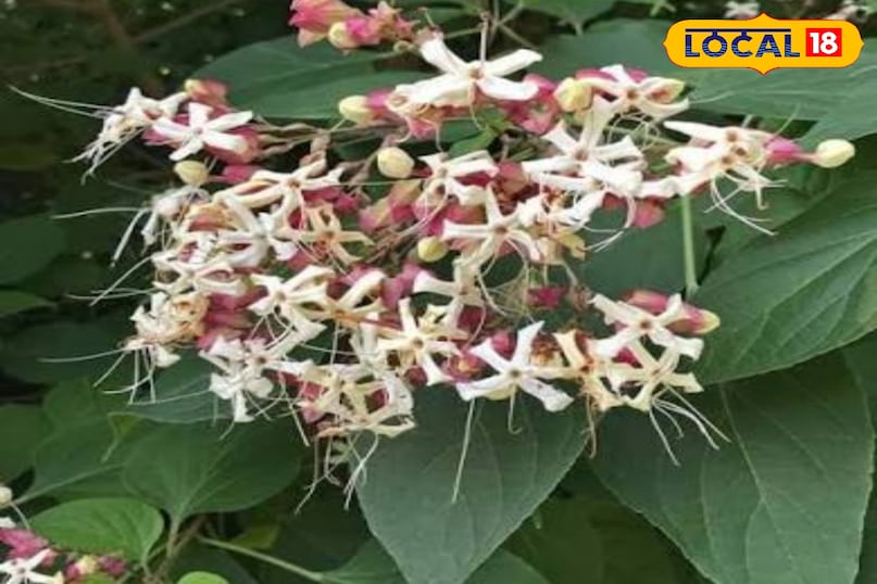 पत्तियां 