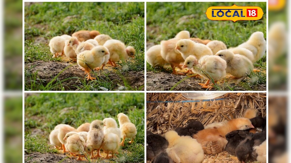 Business – सिर्फ ₹300 में शुरू करें अपना पोल्ट्री बिजनेस, सरकार भी करेगी मदद, जानें प्लान – News18 हिंदी – INA NEWS