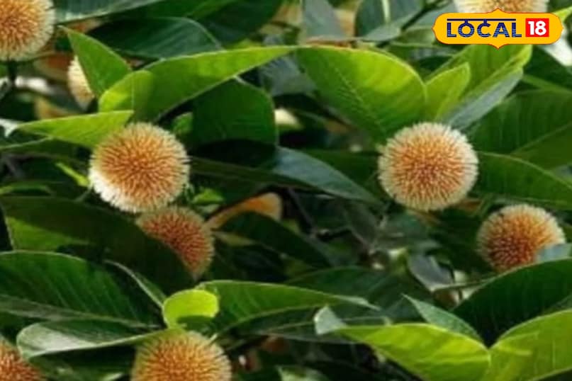 Home tips, festival tips, Home made tips, घर की साफ सफाई, सफाई टिप्स, घर का वैद्य, घर का इलाज, दादी-नानी के नुस्खे, घर के नुस्खे, Bharat.one, Bihar, Jamui Home tips, festival tips, Home made tips, घर की साफ सफाई, सफाई टिप्स, घर का वैद्य, घर का इलाज, दादी-नानी के नुस्खे, घर के नुस्खे, Bharat.one, Bihar, Jamui