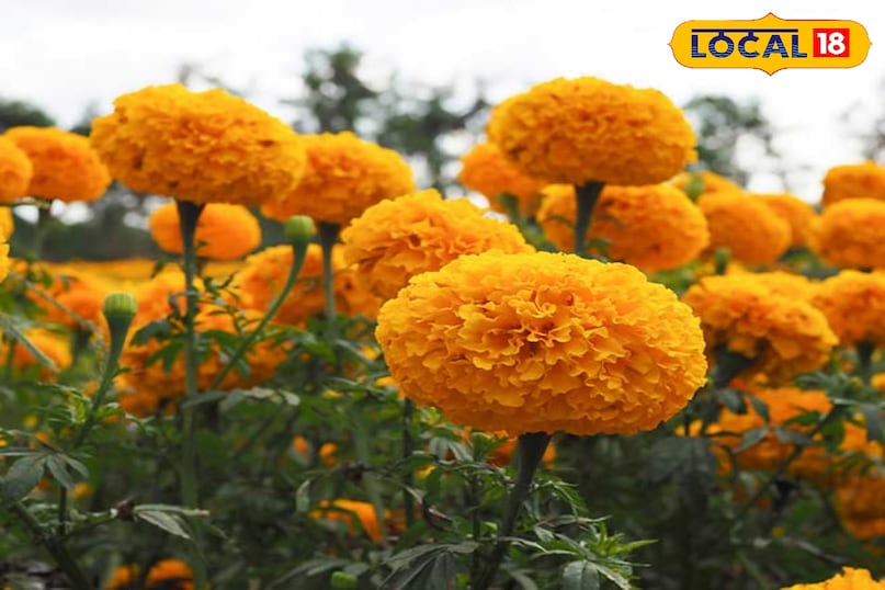 गेंदा गेंदा