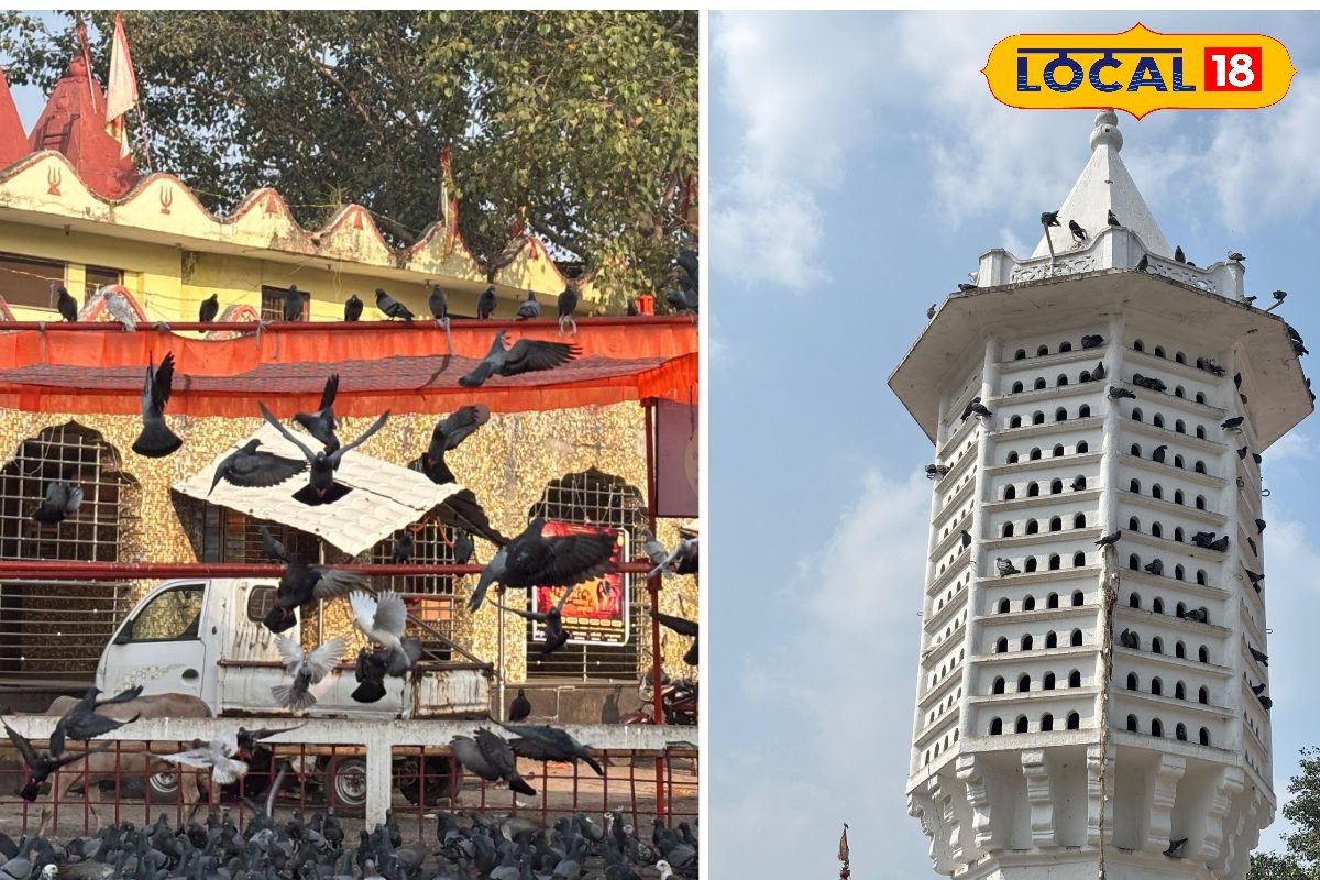 Raigarh News: रायगढ़ का अनोखा कबूतर टावर, 1946 से जारी है दाना-पानी की परंपरा