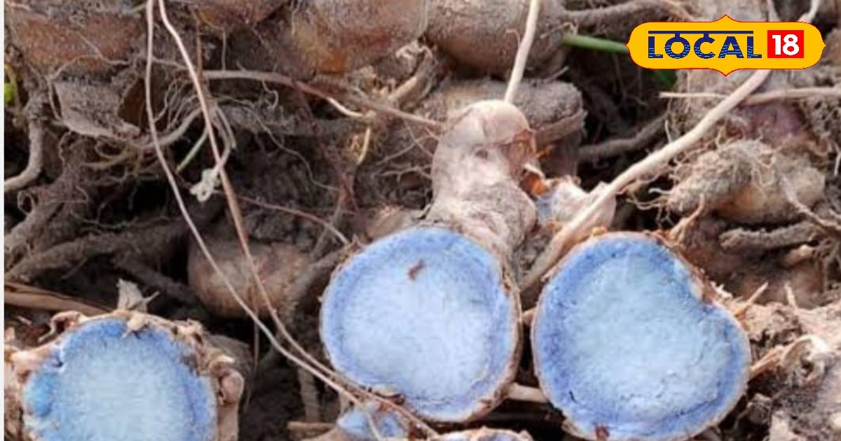 खांसी से लेकर कैंसर तक… काली हल्दी के अद्भुत औषधीय फायदे, ऐसे करें इस्तेमाल