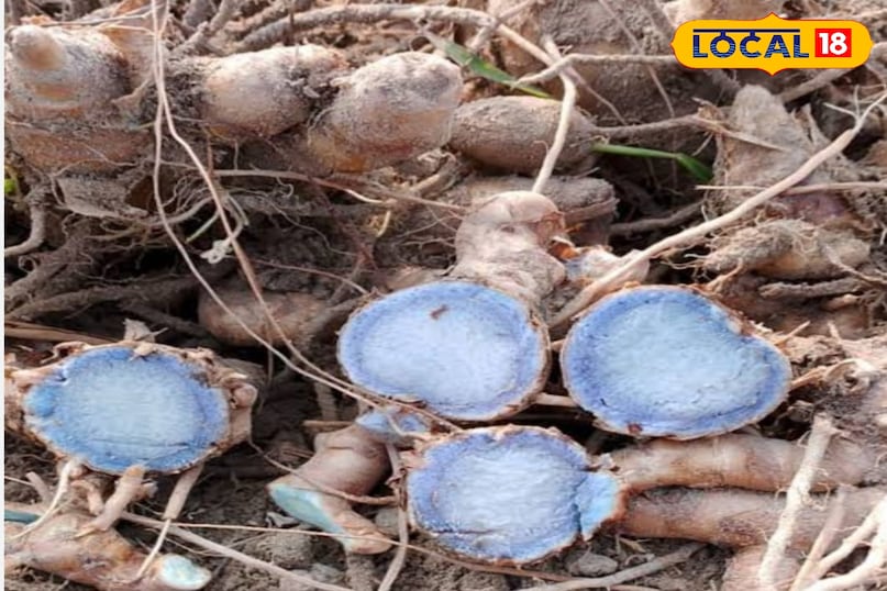 काली हल्दी काली हल्दी