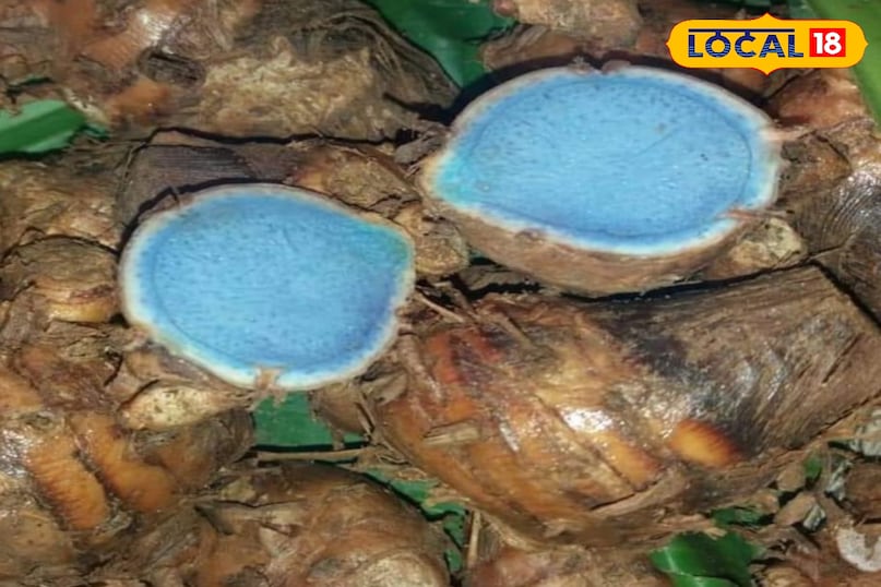 काली हल्दी काली हल्दी