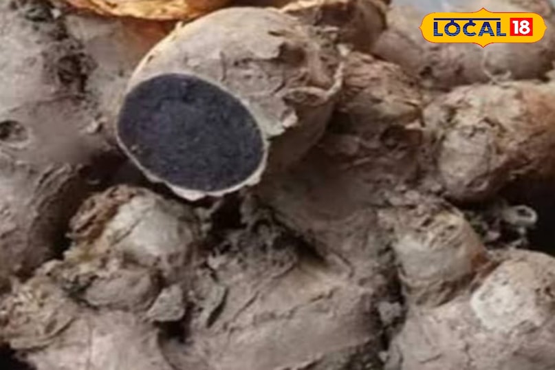 काली हल्दी काली हल्दी