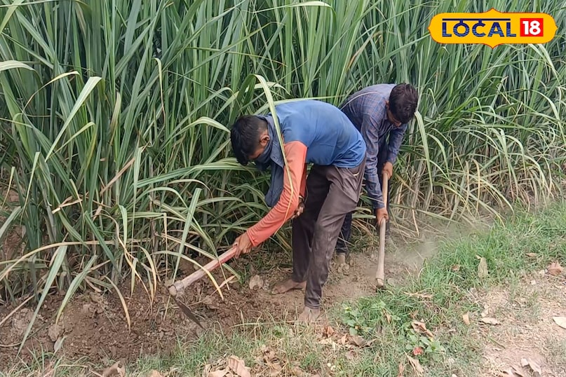 गन्ने की टॉप फाइव किस्म, गन्ने की शीघ्र पकने वाली किस्म के नाम, गन्ने की ज्यादा उत्पादन देने वाली किस्म, लाल सड़न रोग प्रतिरोधी गन्ने की किस्म, गन्ने को लाल सड़न रोग से कैसे बचाएं, गन्ने की बुवाई कैसे करें, लोकल 18, Top five varieties of sugarcane, names of early maturing varieties of sugarcane, high yielding varieties of sugarcane, sugarcane varieties resistant to red rot disease, how to protect sugarcane from red rot disease, how to sow sugarcane, Local 18