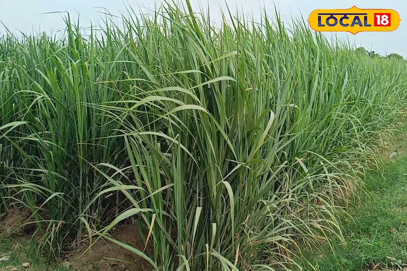 गन्ने की टॉप फाइव किस्म, गन्ने की शीघ्र पकने वाली किस्म के नाम, गन्ने की ज्यादा उत्पादन देने वाली किस्म, लाल सड़न रोग प्रतिरोधी गन्ने की किस्म, गन्ने को लाल सड़न रोग से कैसे बचाएं, गन्ने की बुवाई कैसे करें, लोकल 18, Top five varieties of sugarcane, names of early maturing varieties of sugarcane, high yielding varieties of sugarcane, sugarcane varieties resistant to red rot disease, how to protect sugarcane from red rot disease, how to sow sugarcane, Local 18