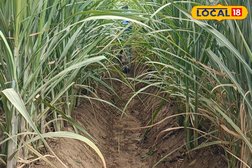 गन्ने की टॉप फाइव किस्म, गन्ने की शीघ्र पकने वाली किस्म के नाम, गन्ने की ज्यादा उत्पादन देने वाली किस्म, लाल सड़न रोग प्रतिरोधी गन्ने की किस्म, गन्ने को लाल सड़न रोग से कैसे बचाएं, गन्ने की बुवाई कैसे करें, लोकल 18, Top five varieties of sugarcane, names of early maturing varieties of sugarcane, high yielding varieties of sugarcane, sugarcane varieties resistant to red rot disease, how to protect sugarcane from red rot disease, how to sow sugarcane, Local 18