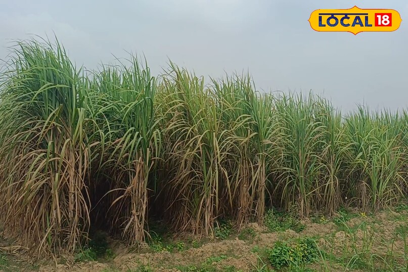 गन्ने की टॉप फाइव किस्म, गन्ने की शीघ्र पकने वाली किस्म के नाम, गन्ने की ज्यादा उत्पादन देने वाली किस्म, लाल सड़न रोग प्रतिरोधी गन्ने की किस्म, गन्ने को लाल सड़न रोग से कैसे बचाएं, गन्ने की बुवाई कैसे करें, लोकल 18, Top five varieties of sugarcane, names of early maturing varieties of sugarcane, high yielding varieties of sugarcane, sugarcane varieties resistant to red rot disease, how to protect sugarcane from red rot disease, how to sow sugarcane, Local 18