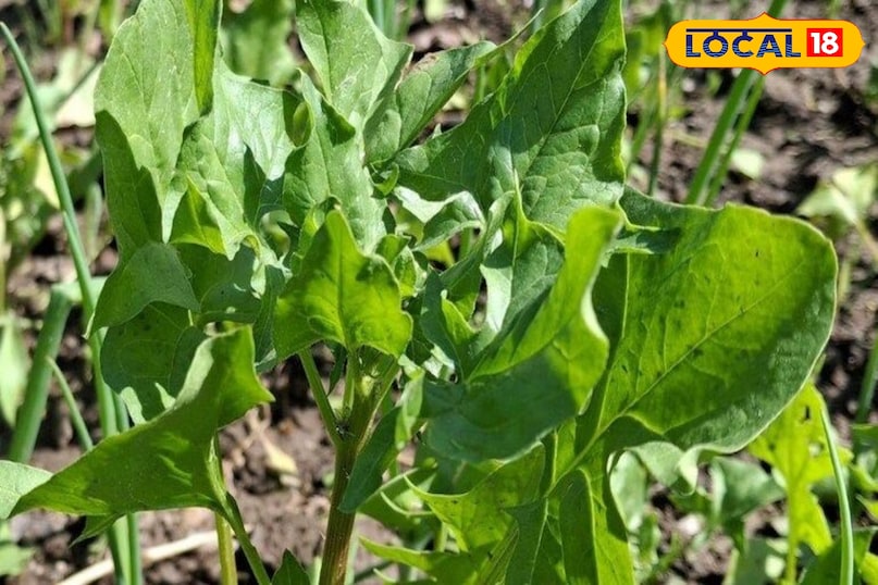 पालक पालक