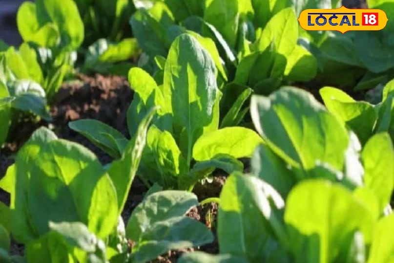 पालक पालक