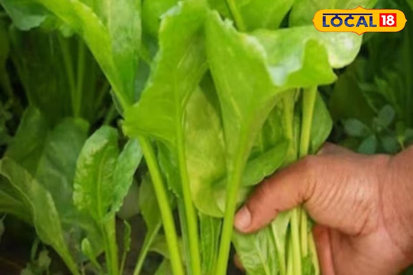 पालक पालक