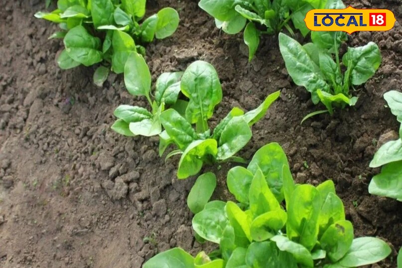 पालक पालक