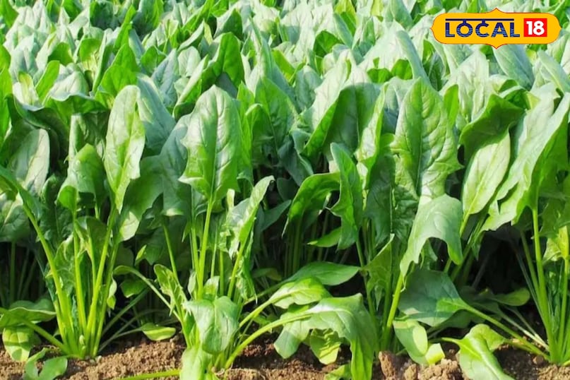 पालक पालक