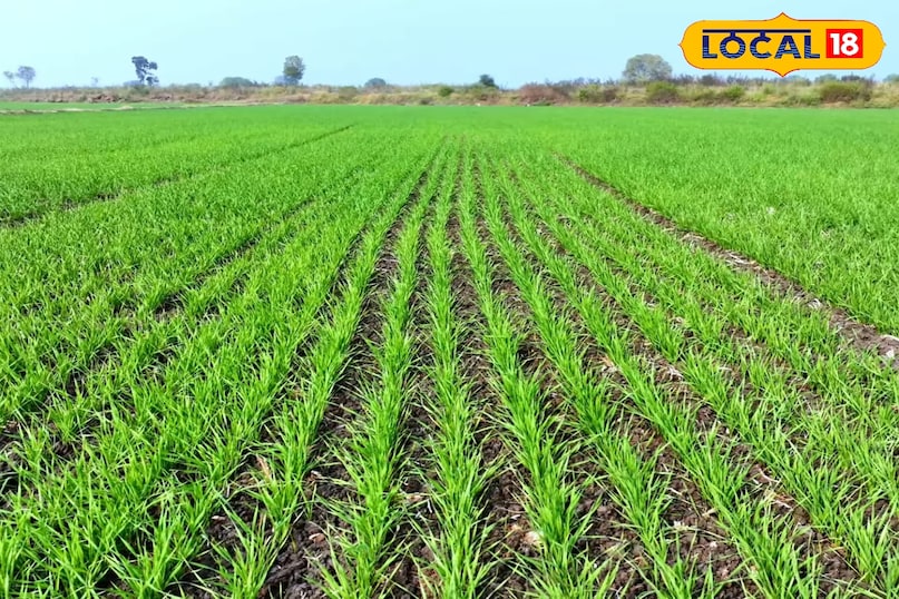 गेहूं की बुवाई कैसे करें, गेहूं की बुवाई कब करें, गेहूं की बुवाई कितनी दूरी पर करें, गेहूं का बीज कितनी गहराई पर करें, गेहूं की ज्यादा उत्पादन देने वाली किस्म, गेहूं जल्द पकने वाली किस्म के नाम, लोकल 18, How to sow wheat, when to sow wheat, at what distance should wheat be sown, at what depth should wheat seeds be sown, high yielding varieties of wheat, names of early ripening varieties of wheat, Local 18