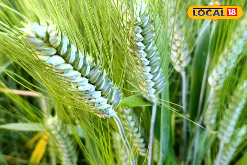 गेहूं की बुवाई कैसे करें, गेहूं की बुवाई कब करें, गेहूं की बुवाई कितनी दूरी पर करें, गेहूं का बीज कितनी गहराई पर करें, गेहूं की ज्यादा उत्पादन देने वाली किस्म, गेहूं जल्द पकने वाली किस्म के नाम, लोकल 18, How to sow wheat, when to sow wheat, at what distance should wheat be sown, at what depth should wheat seeds be sown, high yielding varieties of wheat, names of early ripening varieties of wheat, Local 18