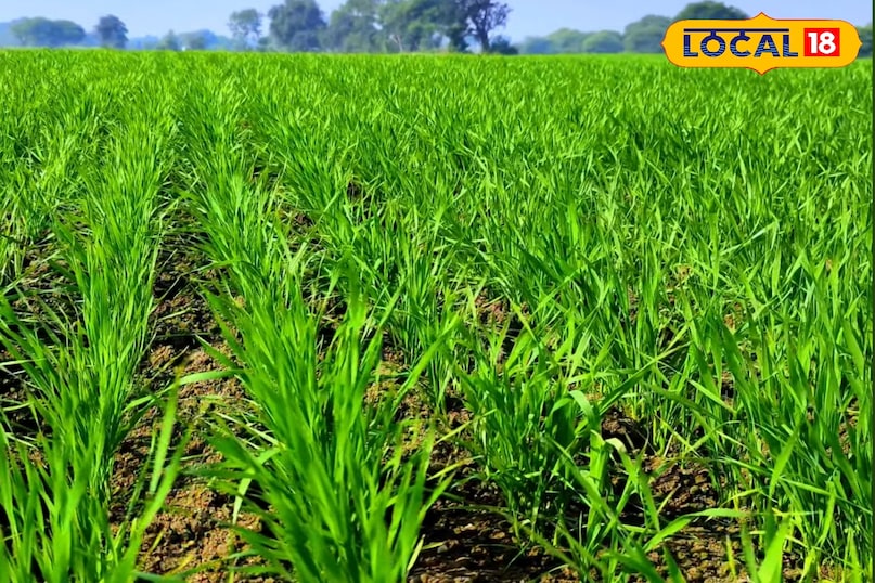 गेहूं की बुवाई कैसे करें, गेहूं की बुवाई कब करें, गेहूं की बुवाई कितनी दूरी पर करें, गेहूं का बीज कितनी गहराई पर करें, गेहूं की ज्यादा उत्पादन देने वाली किस्म, गेहूं जल्द पकने वाली किस्म के नाम, लोकल 18, How to sow wheat, when to sow wheat, at what distance should wheat be sown, at what depth should wheat seeds be sown, high yielding varieties of wheat, names of early ripening varieties of wheat, Local 18