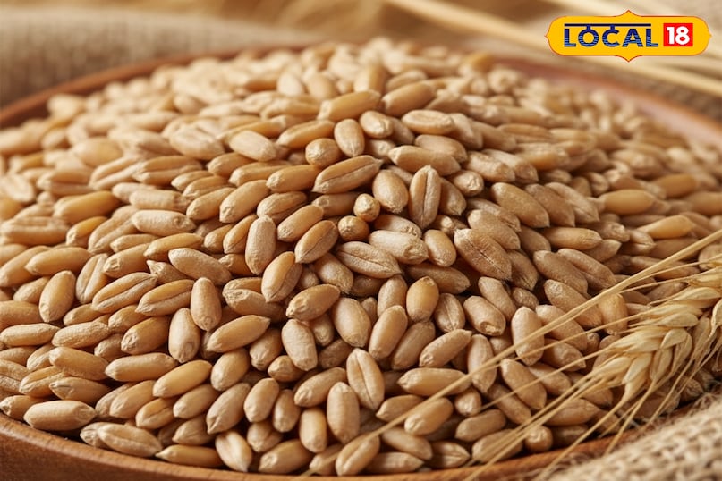 गेहूं की बुवाई कैसे करें, गेहूं की बुवाई कब करें, गेहूं की बुवाई कितनी दूरी पर करें, गेहूं का बीज कितनी गहराई पर करें, गेहूं की ज्यादा उत्पादन देने वाली किस्म, गेहूं जल्द पकने वाली किस्म के नाम, लोकल 18, How to sow wheat, when to sow wheat, at what distance should wheat be sown, at what depth should wheat seeds be sown, high yielding varieties of wheat, names of early ripening varieties of wheat, Local 18