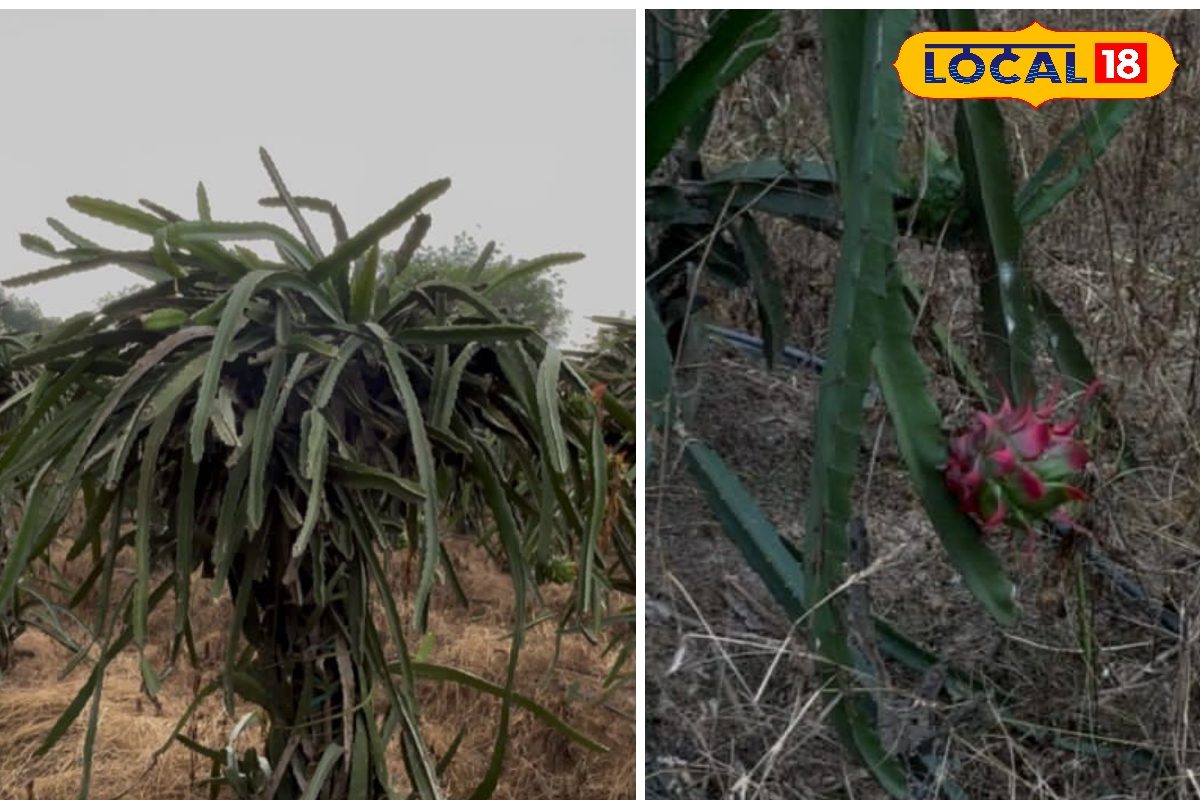 कम लागत में ज्यादा मुनाफा... किसान ड्रैगन फ्रूट की खेती कर कमा रहा लाखों