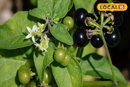 कौन सा पौधा दे उम्र को मात और जवानी लौटाए? आयुष चिकित्सक से जानिए