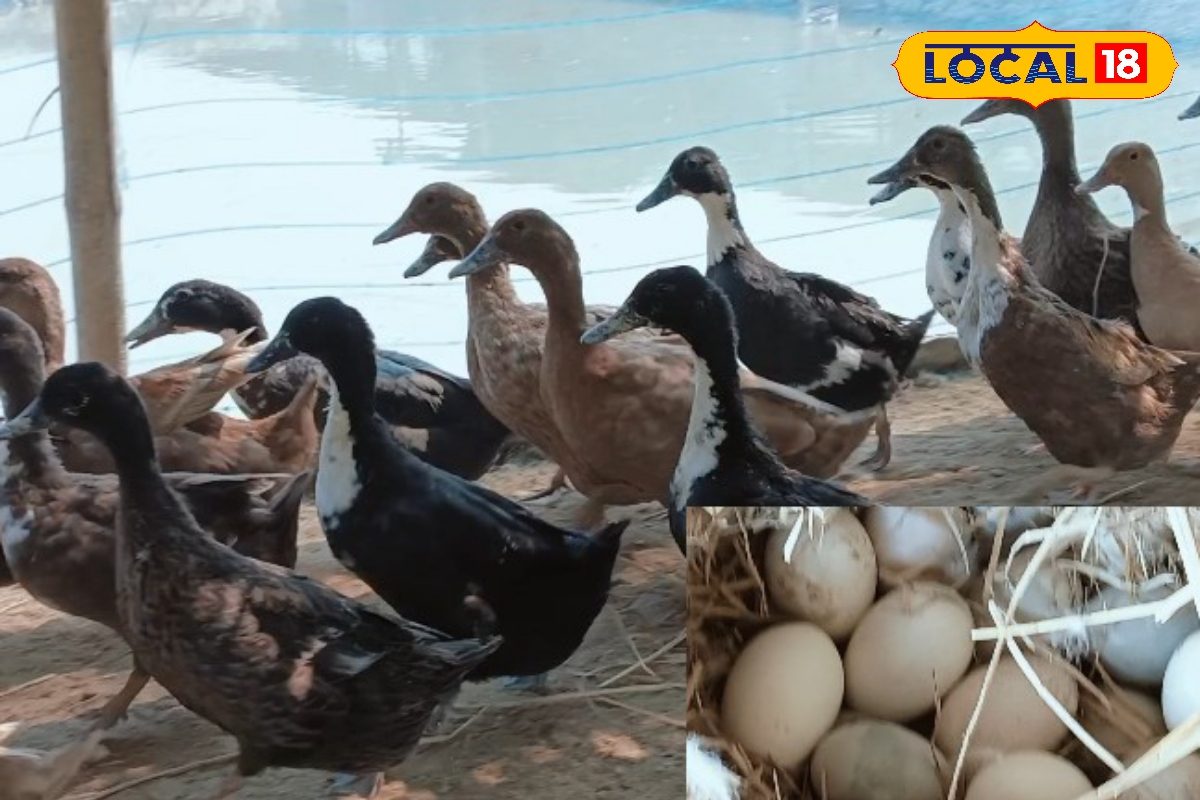 एक बार निवेश, जीवनभर कमाई! दरभंगा के शशि ने 200 बत्तख से की शुरुआत, आज 1 लाख..