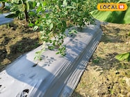 किसानों के लिए असरदार टिप्स: खरपतवार को रोके और पैदावार बढ़ाएं, जानिए तरीका