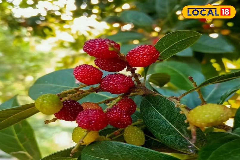 history of kafal history of kafal