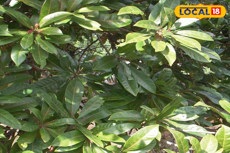 tradition and memories related to kafal tradition and memories related to kafal