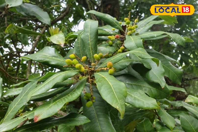 The taste of kafal and its medical benefits The taste of kafal and its medical benefits