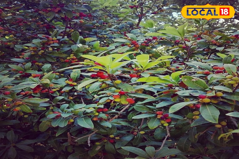 sweetness of kafal in traditional songs sweetness of kafal in traditional songs