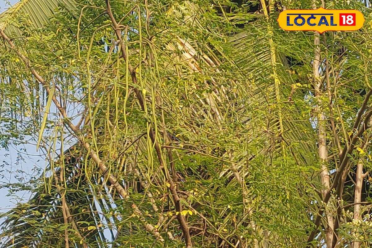 बेकार जमीन भी देगी लाखों की कमाई﻿! कम लागत में बंपर मुनाफा, करें ये जादुई खेती