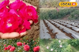 सर्दियों में गुलाब की खेती से करनी है तगड़ी कमाई, जानिए देखभाल का सही तरीका