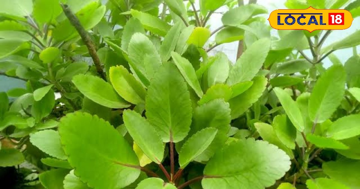 ये चमत्कारी जड़ी-बूटी! झटपट गला देगी बड़े से बड़ा पथरी, हार्ट और पाइल्स की अचूक दवा ये चमत्कारी जड़ी-बूटी! झटपट गला देगी बड़े से बड़ा पथरी, हार्ट और पाइल्स की अचूक दवा