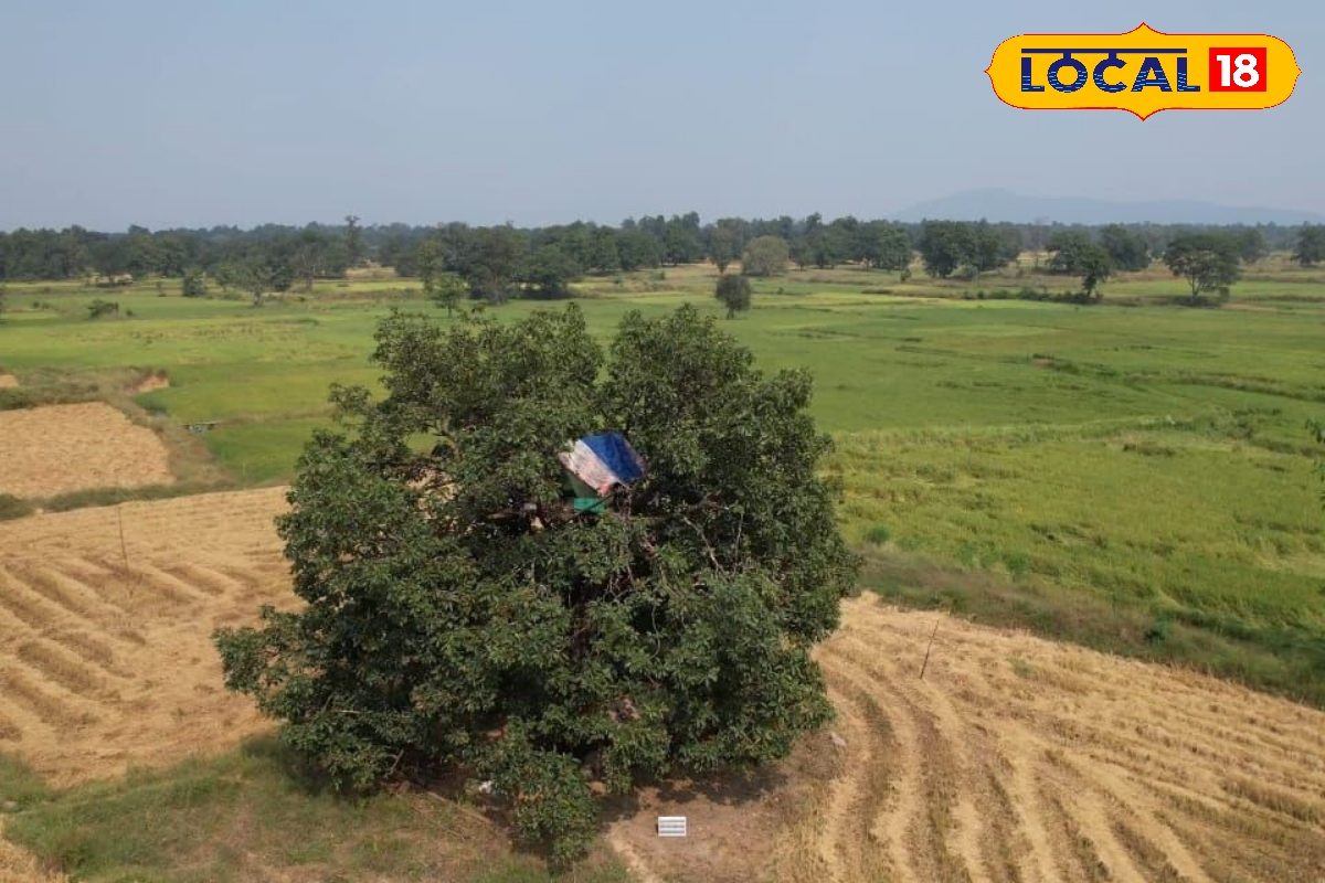 Agri News: फसल बचाने किसानों का अनोखा जुगाड़, मचान बना रचा लिया ‘जिंदा किला’