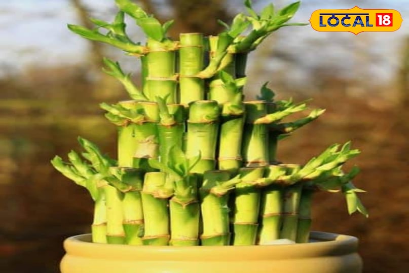 Lucky items for home 2026 Lucky items for home 2026