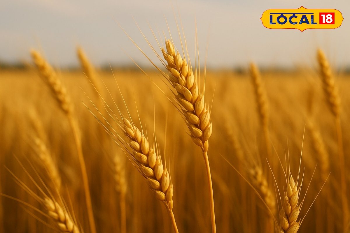 अब 40 नहीं 25 रुपये किलो मिलेगा गेहूं का बीज, समस्तीपुर के किसान ऐसे उठाएं लाभ