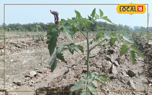 दरभंगा के किसानों की नई उम्मीद: अर्का श्रेष्ठ टमाटर की वैरायटी
