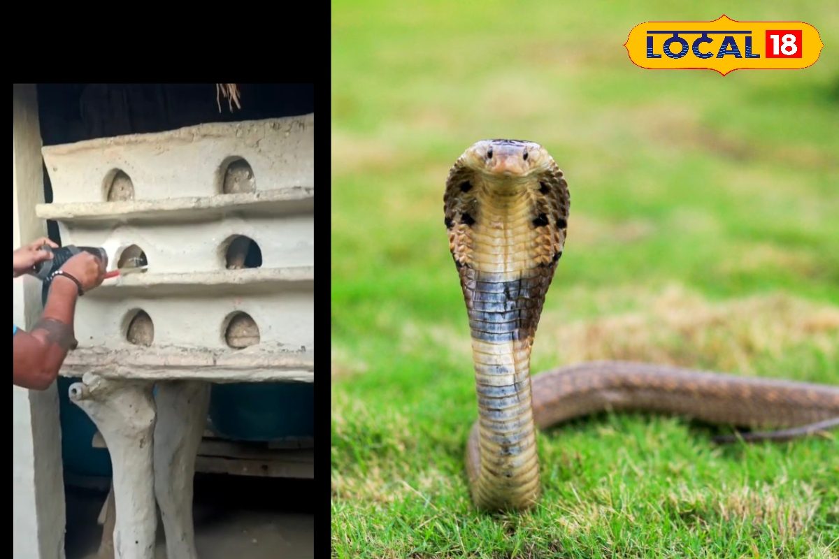 40 मिनट में मौत पक्की... सर्दी में सिर्फ यहीं छिप रहा ये सांप, जानें वजह