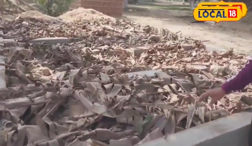 यह कीट गोबर को बनाता है 'सोना', तैयार होता सुपर खाद