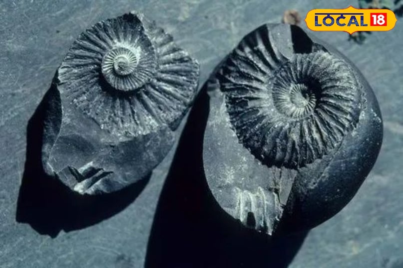 शालिग्राम यह एक काले पत्थर की गोली होती है जिसे भगवान विष्णु का स्वरूप माना जाता है। घर में शालिग्राम रखने से भगवान विष्णु की कृपा बनी रहती है। इससे घर में शांति, प्यार और आध्यात्मिक उन्नति होती है। मुसीबतें दूर होती हैं और उम्र बढ़ती है। इसे पूजा घर में तुलसी के पौधे के पास या भगवान विष्णु की मूर्ति के साथ रखें। इसे दूध, दही, घी, शहद और गंगाजल से स्नान कराकर पूजा करें शालिग्राम यह एक काले पत्थर की गोली होती है जिसे भगवान विष्णु का स्वरूप माना जाता है। घर में शालिग्राम रखने से भगवान विष्णु की कृपा बनी रहती है। इससे घर में शांति, प्यार और आध्यात्मिक उन्नति होती है। मुसीबतें दूर होती हैं और उम्र बढ़ती है। इसे पूजा घर में तुलसी के पौधे के पास या भगवान विष्णु की मूर्ति के साथ रखें। इसे दूध, दही, घी, शहद और गंगाजल से स्नान कराकर पूजा करें