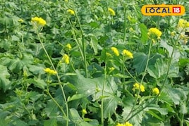 सरसों की खेती में रखें इन बातों का खास ध्यान, उपज के साथ आमदनी भी होगी दोगुना